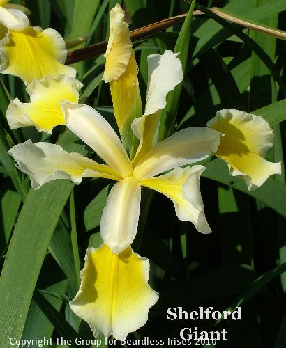 Shelford Giant (4)